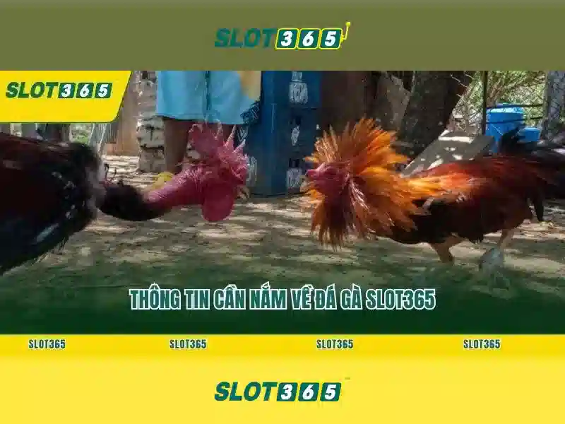 Slot365: Đánh giá tổng quan về nền tảng slot trực tuyến uy tín
