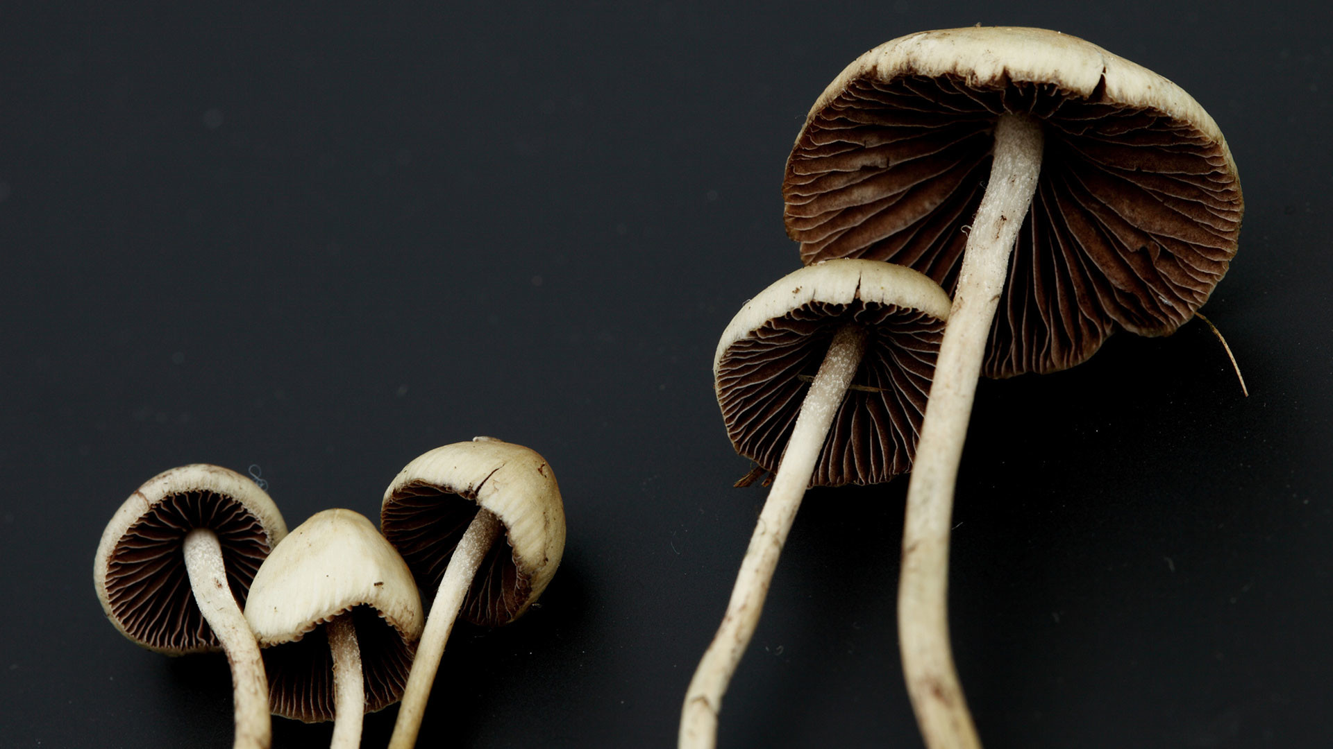 Think Twice Before Smoking Magic Mushrooms